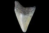Juvenile Megalodon Tooth - Georgia #91124-1